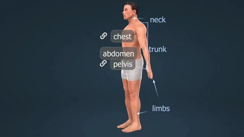 Parts of Human Body Stock Footage 260249485