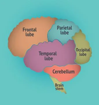 Parts of the human brain Ilustración de archivo