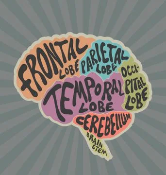 Parts of the human brain Ilustración de archivo