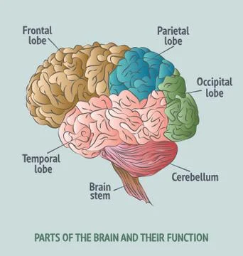 Parts of the human brain Ilustración de archivo