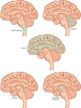 Parts of the human brain Stock Illustration