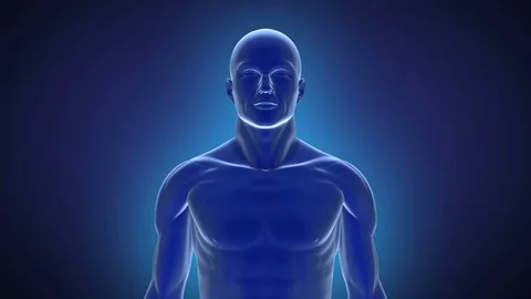 Parts of the Human Brain. Loopable Animation HD. Stock Footage 80867040