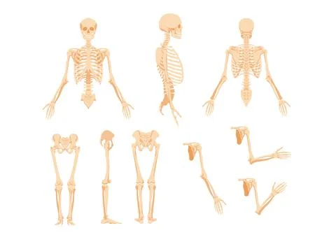 Parts of human skeleton. Upper part with skull rib cage and arms turned Stock Illustration