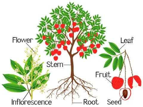 Parts of a lychee tree on a white background Stock Illustration