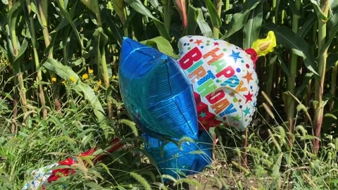 Party Balloons Stuck in Grass, Pollution / Litter Stock Footage 160434397