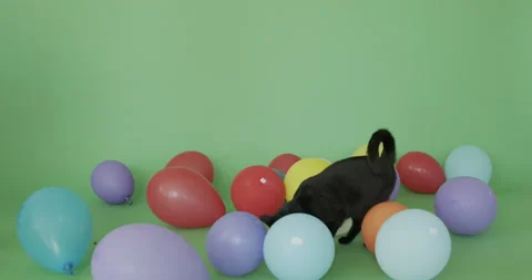 Party black cat Stock Footage 157860499