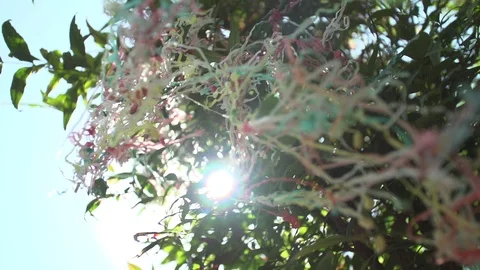 Party decorations stuck in a tree in slow motion Stock Footage 86525468