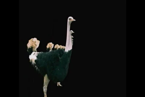 Party group of ostrichs Stock-Footage 515116