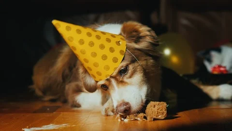 Party at pets. The dog in the cap eats the cake, the cat in the background plays Stock Footage 99251473