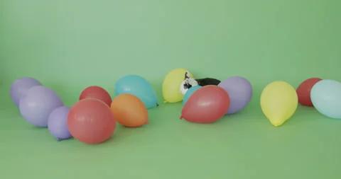 Party Rabbit Stock Footage 157861554