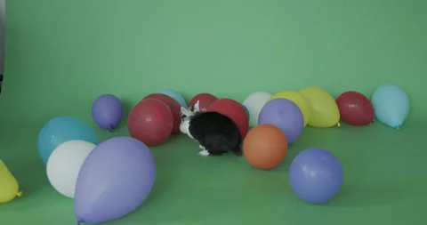 Party Rabbit on a green screen. Stock Footage 158211949