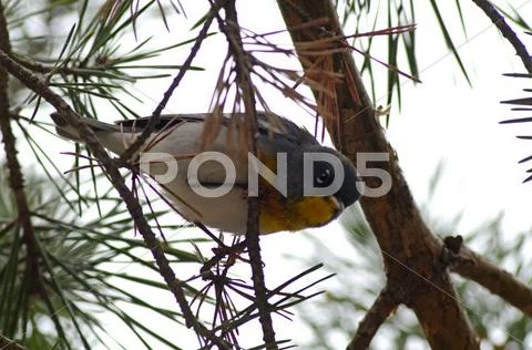Parula Stock Photos