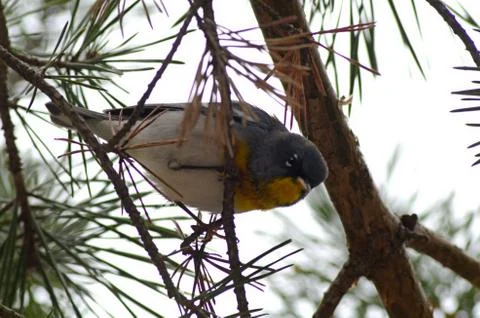 Parula Stock Photos