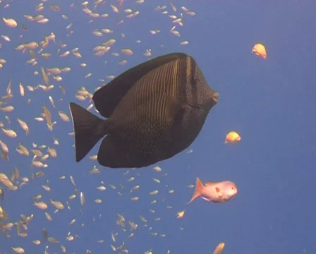 PARUS 1 動画素材 30134383