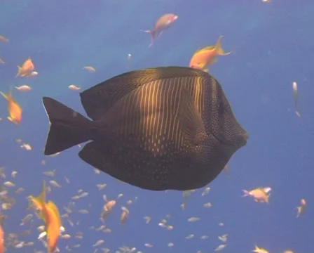 PARUS 2 Video stock 30133309