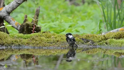 (Parus ater) coalmouse Stock Footage 76356971