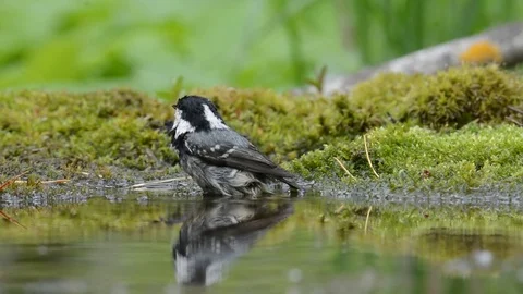 (Parus ater)  coalmouse Stock Footage 76357086