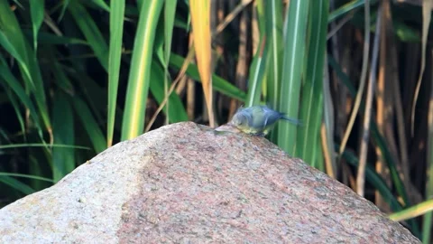 Parus caeruleus, blue tit Bird bathing in garden Fountain Water Stock Footage 226907200