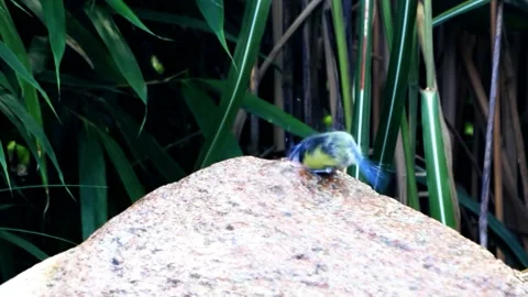 Parus caeruleus blue tit taking a bath Stock Footage 204864345