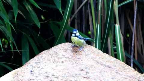 Parus caeruleus blue tit taking a bath Stock Footage 221501595
