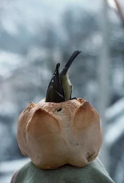 Parus caeruleus Cinciarella Stock Photos