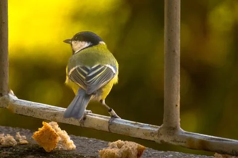 Parus caeruleus, close up shot of the small bird Stock Photos