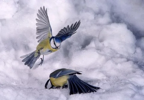 Parus caeruleus e Parus major, blue tit and great tit, flying over the snow Stock Photos