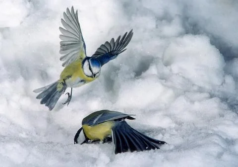 Parus caeruleus e Parus major, blue tit and great tit, flying over the snow Stock Photos