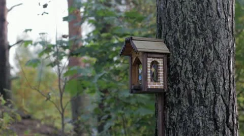 Parus eating from feeder Stock Footage 22225255