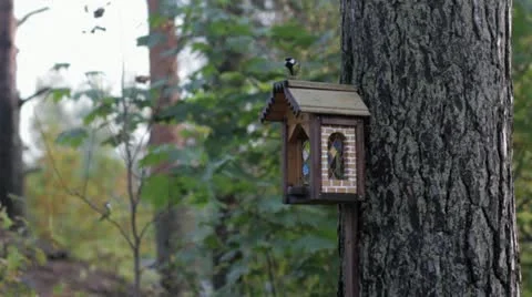Parus eating from feeder Stock Footage 22225284