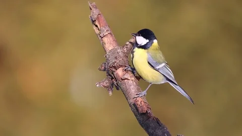 Parus major, Blue tit . Video stock 71953348
