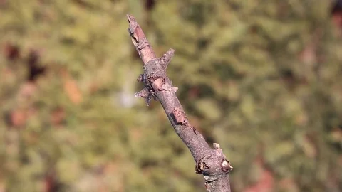 Parus major, Blue tit . Video stock 71954063