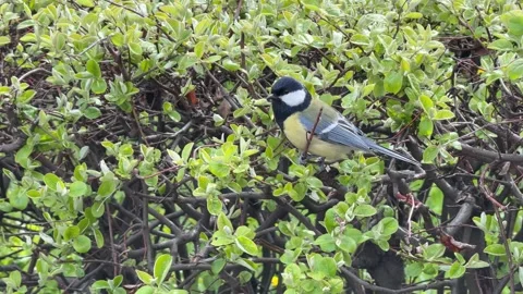 Parus major great tit bird on the bush. Stock Footage 333697222