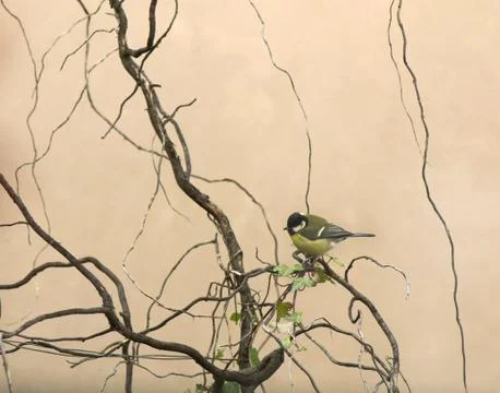 Parus major Foto stock