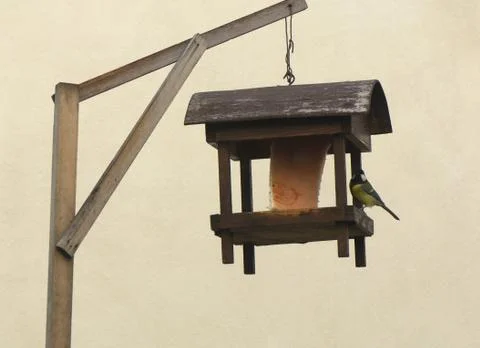 Parus major Foto stock