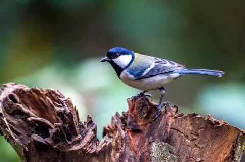 The parus major Stockfoto's