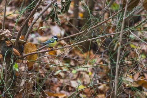 Parus major sitting Stock Photos