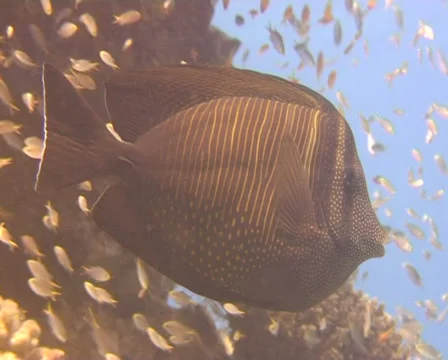 PARUS MAKRO 1 動画素材 30133955