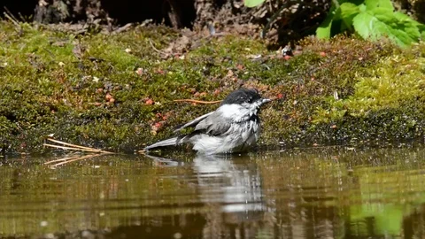 (Parus montanus) willow tit Stock Footage 76361501