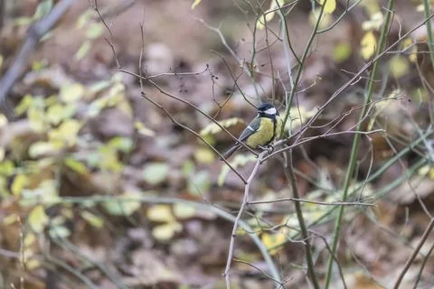 Parus - Tit sits in a tree crown on a branch. Foto stock