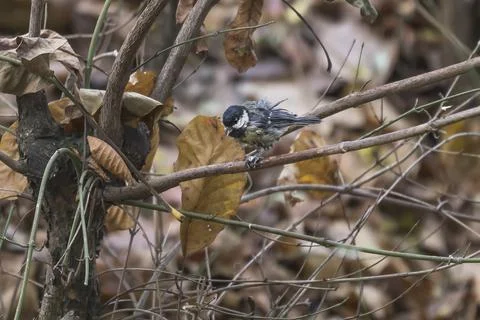Parus - Tit sits in a tree crown on a branch. Stock Photos