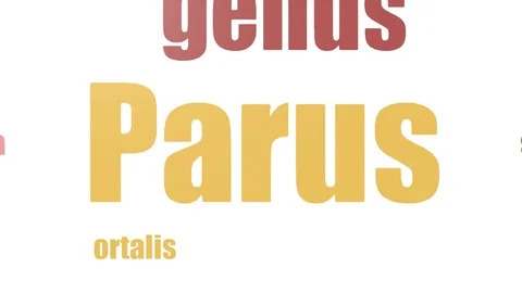 Parus Word Cloud Animated Isolated Stock Footage 107206107