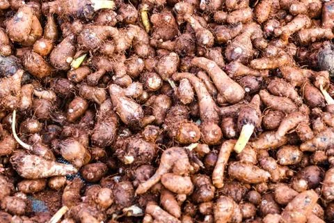 Parviflora Stock Photos