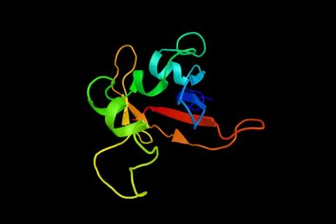 PAS domain-containing serine/threonine-protein kinase, an enzyme present in.. Illustration