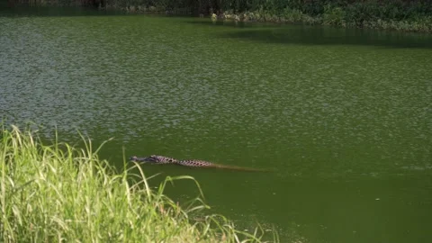 Pasadena, TX, US - June 25, 2022: An American Alligator cruises up Horsepen Bayo Stock-Footage 198939669