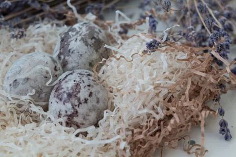 Paschal colored eggs in the nest Photos