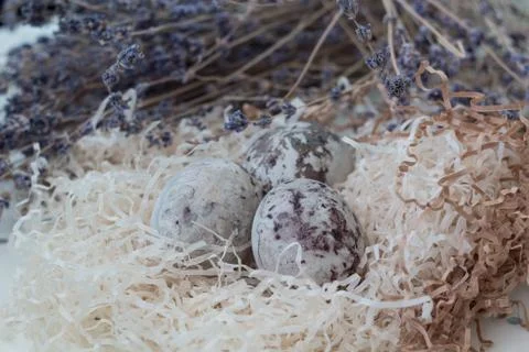 Paschal colored eggs in the nest Photos