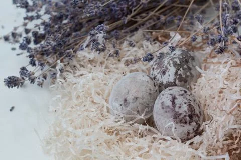 Paschal colored eggs in the nest Фото