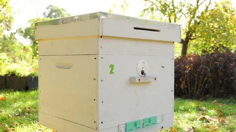 Paseka, beehive bee. Home for bees. Stock Footage 155485072
