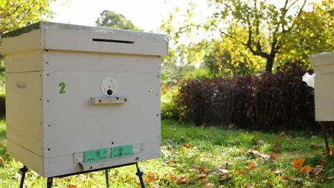 Paseka, beehive bee. Home for bees. Stock Footage 155485408